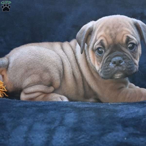 Darla, Miniature Bulldog Puppy